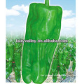 High Germination Rate Hybrid Bell Pepper Seeds For Growing-Spring Happy